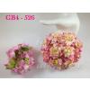 25 Big Pink Cream Variegated Gardenias