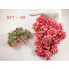 25 Large 2" Coral Red Edge Sweet Moon Roses