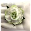 25 Large  2" or 5 cm - White - Pale Green EDGE Variegated Tea Roses