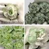 25 Large  2" or 5 cm - Mixed 4 Green Tea Roses (161/161V/161H/167)