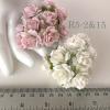 50 Indian Jasmine (1"or2.5cm) Mixed Soft Pink / WHITE Flowers