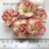 25 Large  2" or 5 cm - Cream with Soft Pink Edge Tea Roses