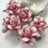 50 Medium May Roses (1-1/2"or3.75cm) White - Pink Bottom Splash 