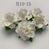 50 Small May Roses (1"or2.5cm) White