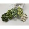 100 Size 3/4" or 2cm Mixed 5 Open Roses (15/158/161/162/167BK)