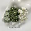  100 Size 5/8" or 1.5 cm - Small Achillea Cottage - Mixed 2 Green /WHITE