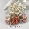 100 Size 3/4" or 2cm Large Achillea- Mixed Spring (Pre-order-15/122/122C/98/153) 
