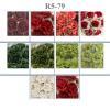 100 Indian Jasmine (1"or2.5cm) Mixed Christmas (Pre - order)