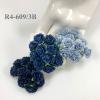  100 Arabian Jasmine (3/4" or 2cm) Mixed 3 Boy Blue (Pre - order 170/421/422)