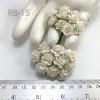 100 Size 5/8" or 1.5 cm White Open Roses