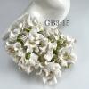 10 Medium Gardenia (1-3/4 or 4cm) WHITE Flowers