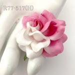 Half White Half Pink Sweet Moon Roses