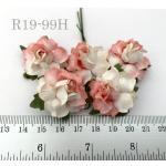 Half White Half Coral Red Small May Roses Flowers