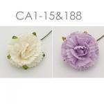 50 Mixed JUST White and SOFT Purple Carnation