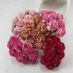 50 Mixed All Pink Carnation 