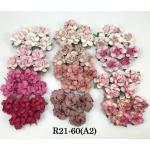 60 Medium 1.5" Mixed 12 Pink May Roses (60-A2)