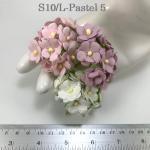 100 Size 3/4" or 2cm Large Achillea- Mixed Spring (Pre-order-2/15/188)