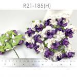  Medium May Roses (1-1/2"or3.75cm) White -HALF Purple Flowers