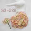 50 Cream Pink variegated Cherry Blossoms