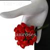Red Medium Size Rose Buds