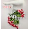Red White Variegated Tulip 