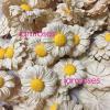   1,000 Cream Daisy Full Bloom Paper Wedding Flowers