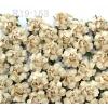 50 Small 1" Solid Beige Cream May Roses 
