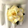 White with Yellow Edge Variegated Paper Roses