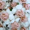 25 Large  2" or 5 cm - White with BLUSH Pink Center Tea Roses