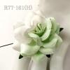 25 Large 2" Half White - Soft Green Sweet Moon Roses