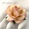25 Large 2" Cream - Soft Pink Edge Roses