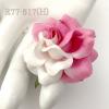 25 large 2" Half White-Pink Sweet Moon Roses
