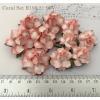 20 Mixed 2 Sizes May Roses Coral Red EDGE  (R19&21-99V)