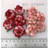 50 Medium May Roses (1-1/2"or3.75cm) Mixed JUST 2 Red Edge