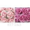 25 Mixed JUST 2 Pinks Tone Sweet Moon Roses 