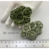 50 Indian Jasmine (1"or 2.5cm) Mixed 2 Green (Pre-Order)
