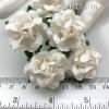 25 Small 1" - White Sweet Moon Roses 