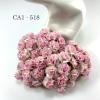 50 White - SOFT Pink Egde Variegated Carnation 