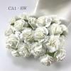 50 Size 1"  Snow White Carnation Flowers