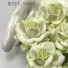 25 Large 2" White - Soft Green Edge Variegated Roses