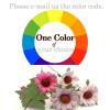 25 of 1" or 2.5cm  Singapore Daisy - Your Color Choice (B) Pre-order   