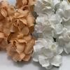  50 Medium 1.5" Mixed JUST White - Solid Peach May Roses