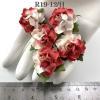 50 Small 1" White - Half RED May Roses 