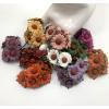 50 of  1"or 2.5cm Mixed Autumn Singapore Daisy - Pre-order   