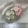 100 Size 3/4" or 2cm Large Achillea- White / Soft Pink (Pre-order) 