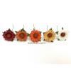 50 of  1"or 2.5cm Mixed 5 Autumn Colors B Singapore Daisy - Pre-order   