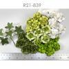 50 Medium May Roses (1-1/2"or3.75cm) Mixed All Green - White Flowers