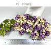 50 Medium May Roses (1-1/2"or3.75cm) Cream -HALF Purple Flowers