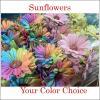  100 - 1-3/4" or 4.5 cm Sunflowers - Your Color Choice (Pre-Order)