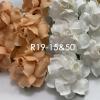 50 Small May Roses (1"or2.5cm) Mixed JUST White - Peach